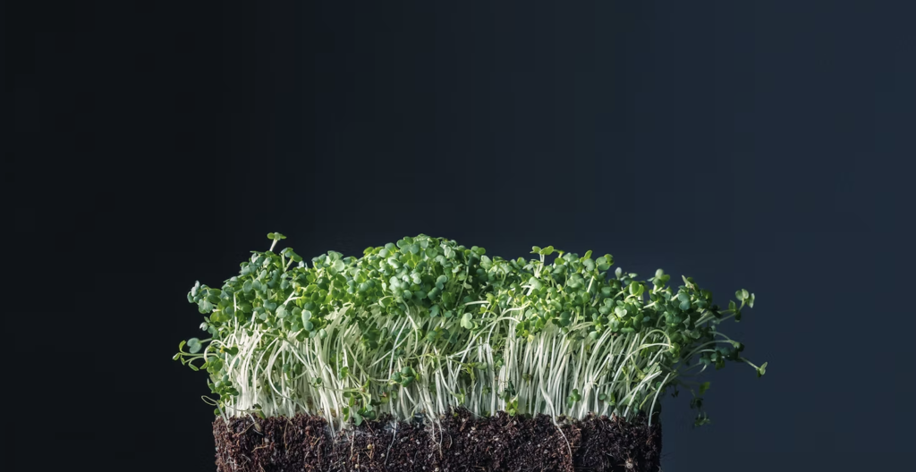 Broccoli Sprouts are the Real Powerhouse Vegetable to add to your weekly grocery list. broccoli sprouts