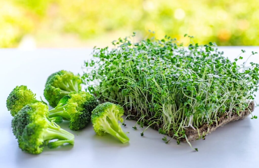 Broccoli Sprouts are the Real Powerhouse Vegetable to add to your weekly grocery list. sprouts broccoli